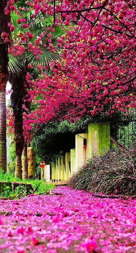 冰心（谢婉莹）名言被爱会明白情也懂了收藏到看过的小说