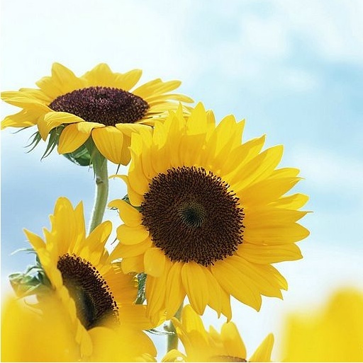 安东尼（马亮）名言被猪猪无敌收藏到好看的小说