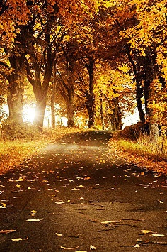 董桥（董存爵）名言被花开自有花落时收藏到文摘