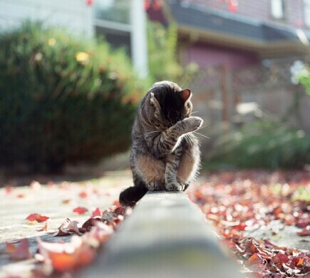 藤萍（叶萍萍）名言被龙啸九天收藏到设计