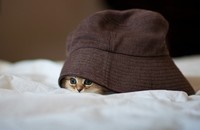 姜戎（吕嘉民）名言被Ariel收藏到性感诱惑