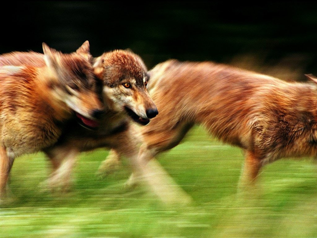 姜戎（吕嘉民）名言被Ariel收藏到性感诱惑