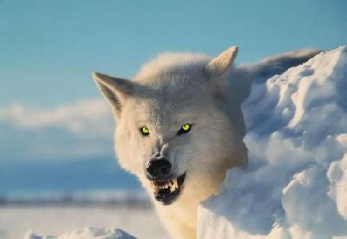 姜戎（吕嘉民）名言被Mojo收藏到狼图腾