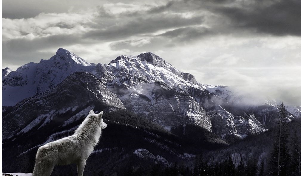 姜戎（吕嘉民）名言被Mojo收藏到狼图腾