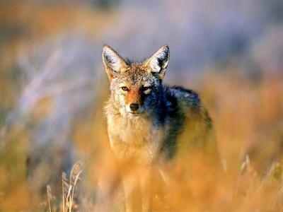 姜戎（吕嘉民）名言被Mojo收藏到狼图腾