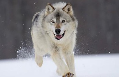 姜戎（吕嘉民）名言被Mojo收藏到狼图腾