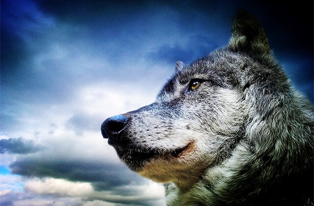 姜戎（吕嘉民）名言被Mojo收藏到狼图腾