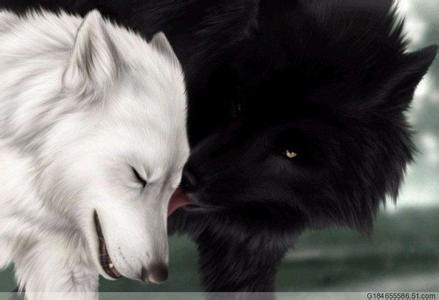 姜戎（吕嘉民）名言被Mojo收藏到狼图腾