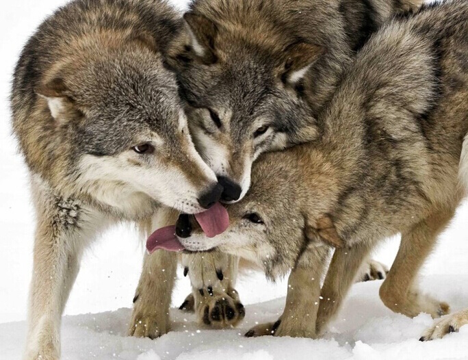 姜戎（吕嘉民）名言被Mojo收藏到狼图腾