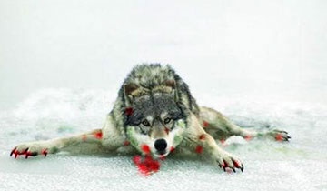 姜戎（吕嘉民）名言被Mojo收藏到狼图腾