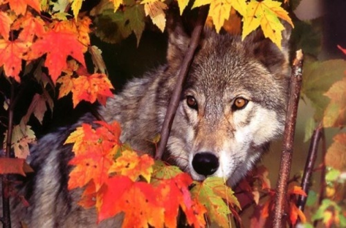 姜戎（吕嘉民）名言被Mojo收藏到狼图腾