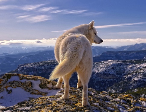 姜戎（吕嘉民）名言被Mojo收藏到狼图腾