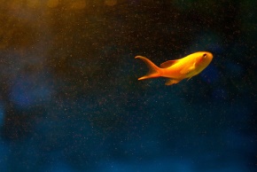 坏坏（饶雪漫）名言被家乐福海盗收藏到文艺青年